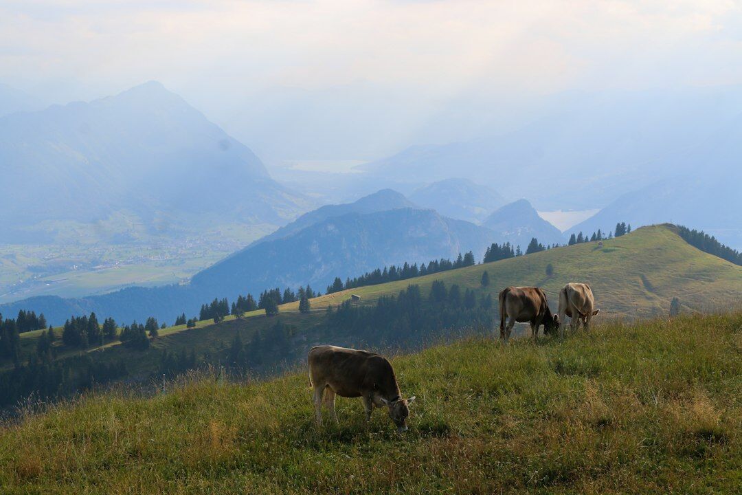 swiss countryside with cows